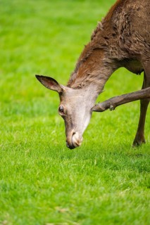 Red deer (Cervus elaphus) hind standing on a meadow, Bavaria, Germany