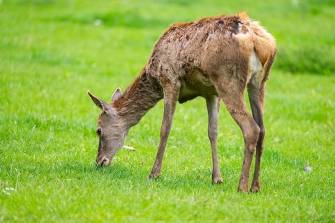 Red deer (Cervus elaphus) hind standing on a meadow, Bavaria, Germany