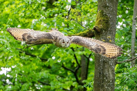 Western Siberian eagle-owl (Bubo bubo sibiricus) flying from a tree, Bavaria, Germany