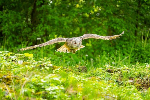 Western Siberian eagle-owl (Bubo bubo sibiricus) flying over a clearing in the forest, Bavaria,
