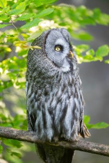 Ural owl (Strix uralensis) sitting on a branch, captive, Zoo Augsburg, Germany