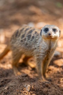 Meerkat (Suricata suricatta) standing in the sand, captive, Zoo Augsburg, Bavaria, Germany