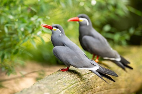 Inca tern (Larosterna inca) sitting on an old wood, captive, Zoo Augsburg, Germany