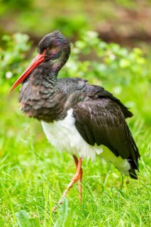 Black stork (Ciconia nigra) walking on a meadow, Bavaria, Germany