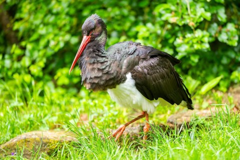 Black stork (Ciconia nigra) walking on a meadow, Bavaria, Germany
