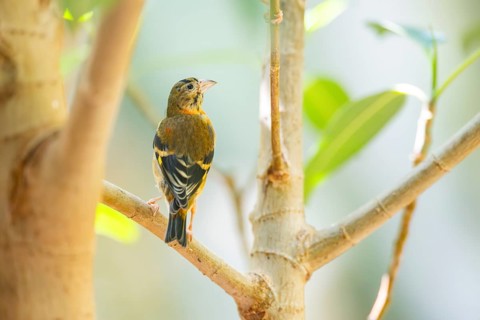 Red siskin (Spinus cucullatus) sitting on a branch, captive, Zoo Augsburg, Germany