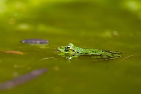 Edible frog (Pelophylax esculentus) in water, Bavaria, Germany