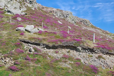 Flowering hill covered with pink heather and rocks under a blue sky, Eshaness, Shetland Islands,