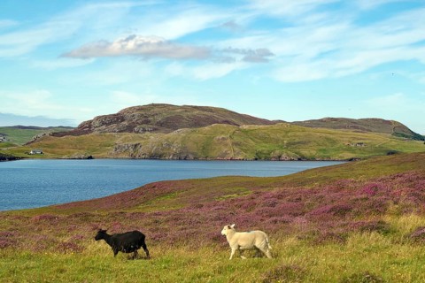 Two sheep grazing on green hilly landscape next to a loch under cloudy sky, heather blossom,
