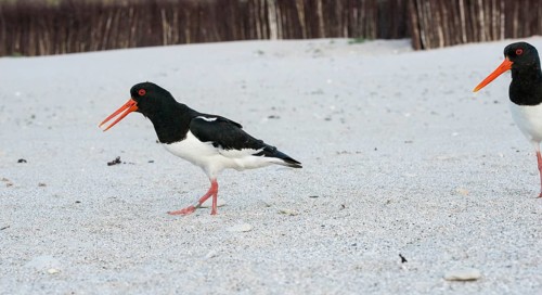 African oystercatcher (Haematopus ostralegus) with long red beak, red eyes, red legs and black and