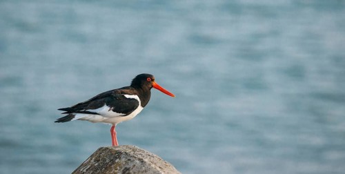An oystercatcher (Haematopus ostralegus) stands on a stone by the sea in front of the blue water,