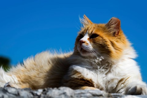 A fluffy orange and white cat lies relaxed in the sun under a blue sky, Turkey