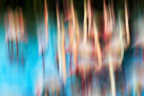 Flamingos in pond, colourful, wipe effect, motion blur, background image, text free space,