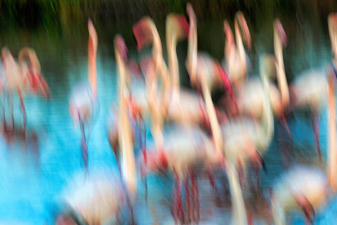 Flamingos in sunlight, colourful, symbolic image dance in pond, wipe effect, motion blur,