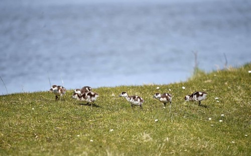 Nile goose chicks (Alopochen aegyptiaca) at Katinger Watt, Schleswig-Holstein, Germany