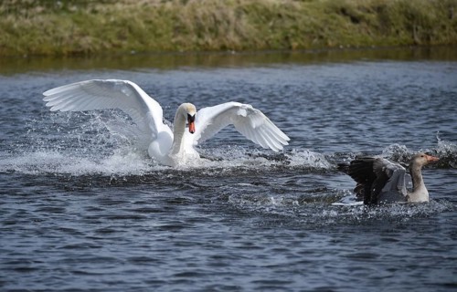 Mute swan (Cygnus olor) chasing a grey goose (Anser anser) on a lake, Schleswig-Holstein, Germany
