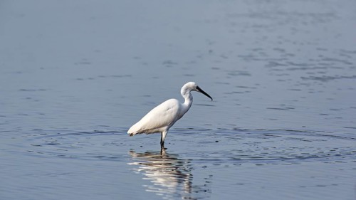 Little Egret (Egretta garzetta) in the pond, Pont de Gau Bird Park, Saintes-Maries-de-la-Mer,