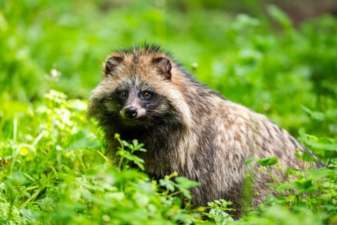 Common raccoon dog (Nyctereutes procyonoides) sitting in the grass, Bavaria, Germany