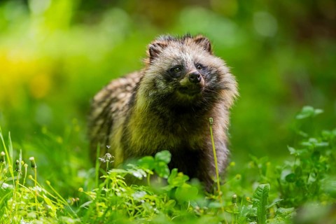 Common raccoon dog (Nyctereutes procyonoides) standing in the grass, Bavaria, Germany