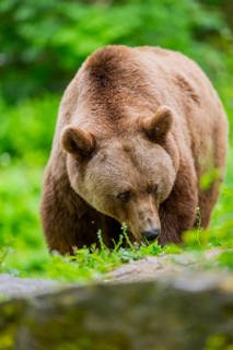 Brown bear (Ursus arctos) walking on a meadow, Bavaria, Germany