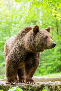 Brown bear (Ursus arctos) standing on a rock, Bavaria, Germany