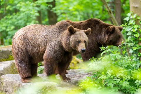 Brown bear (Ursus arctos) standing on a rock, Bavaria, Germany