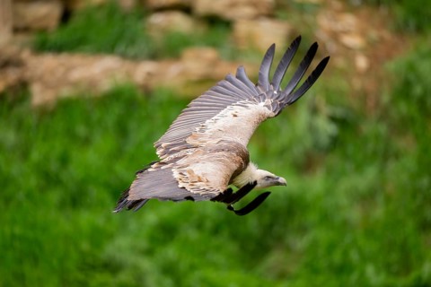 Eurasian griffon vulture (Gyps fulvus) flying, Bavaria, Germany