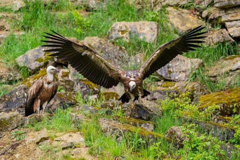 Eurasian griffon vulture (Gyps fulvus) landing on a rock, Bavaria, Germany
