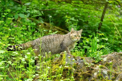 European wildcat (Felis silvestris) on a rock, Bavaria, Germany