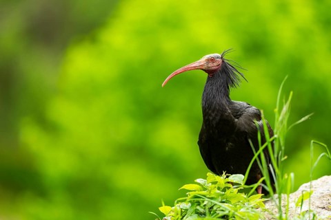 Northern bald ibis (Geronticus eremita) sitting on a meadow, Bavaria, Germany