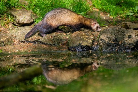 Ferret (Mustela putorius furo) on the edge of a little lake, Bavaria, Germany
