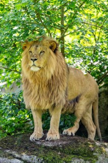 Southern African lion (Panthera leo melanochaita) male, standing on a rock, captive, Zoo Augsburg,
