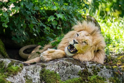 Southern African lion (Panthera leo melanochaita) male, lying on a rock, captive, Zoo Augsburg,