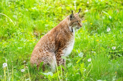 Eurasian lynx (Lynx lynx) sitting in the grass, Bavaria, Germany