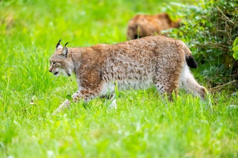 Eurasian lynx (Lynx lynx) walking in the grass, Bavaria, Germany