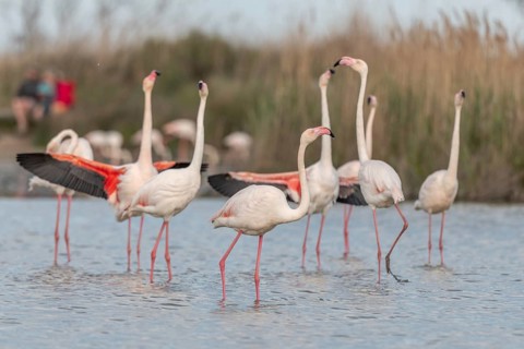 A flamingo opens its wings and highlights its magnificent plumage. The scene captures the essence