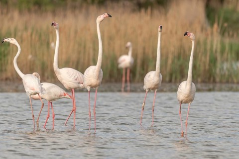 A group of flamingos in full courtship display in a wetland habitat on a clear day. The scene