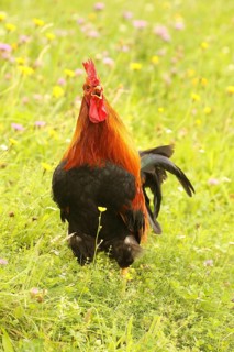 Domestic rooster crowing in colourful flower meadow, free-range, organic farming, Lower Austria,