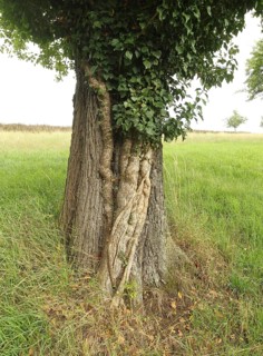 Ivy (Araliaceae) with arm-thick roots climbing up an old pear tree (Pyrus), Mostviertel, Lower
