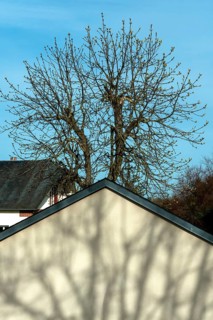 A tall tree with sparse branches stands behind a house, casting intricate shadows on its sloped