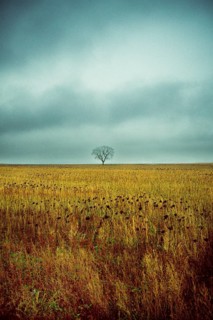 A solitary tree rises prominently in a golden field. The landscape is expansive and features a