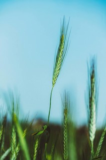 Tall wheat stalks rise against a clear blue sky, gently swaying in the warm summer breeze. Sunlight