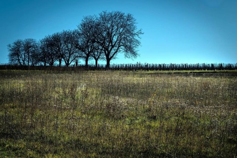 In a serene landscape, barren trees stand in a row against a clear blue sky, Puy de Dome, Auvergne,