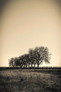 A row of bare trees stands silhouetted against the fading light of the evening sky, Puy de Dome,