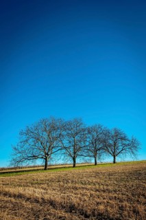 Three bare trees are positioned on a gently sloping hillside, surrounded by dry grass, Puy de Dome,