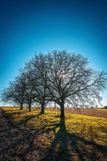 Bare trees stand on a grassy hillside, their long shadows stretching across the landscape as the