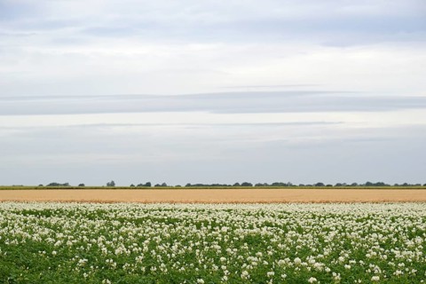 Field with potato plants (Solanum tuberosum) at flowering time, North Rhine-Westphalia, Germany