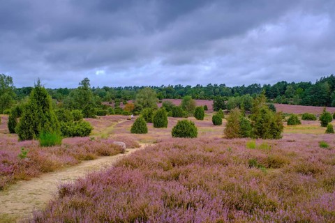 Ellerndorfer Heide, broom heather blossom, Südheide, Lüneburg Heath, near Eimke, Lower Saxony,