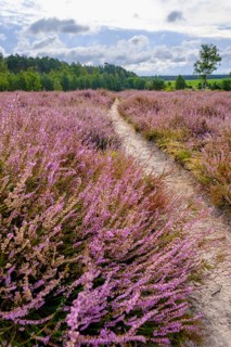 Ellerndorfer Heide, broom heather blossom, Südheide, Lüneburg Heath, near Eimke, Lower Saxony,