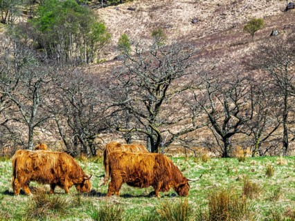 Highland Cattle, Scottish breed of rustic cattle, Highland, Scotland, UK